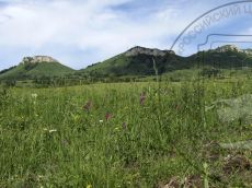 Gladiolus-tenuis_Скалистый_стация